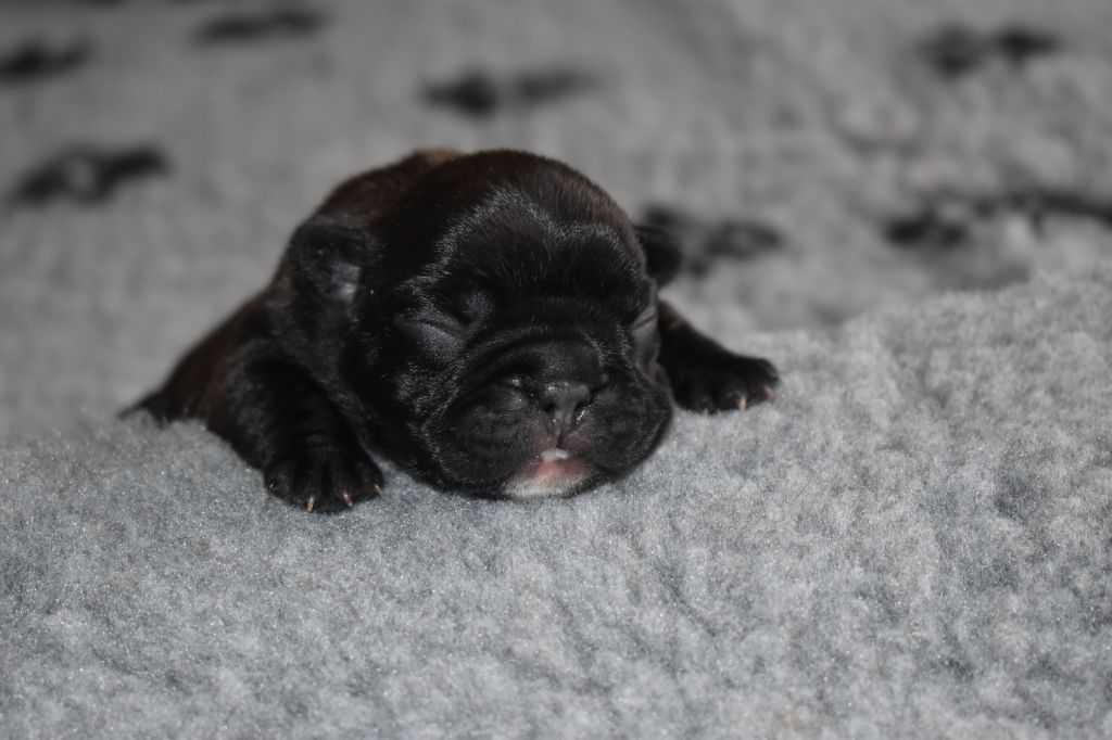 Of very Promising - Chiots disponibles - Bouledogue français